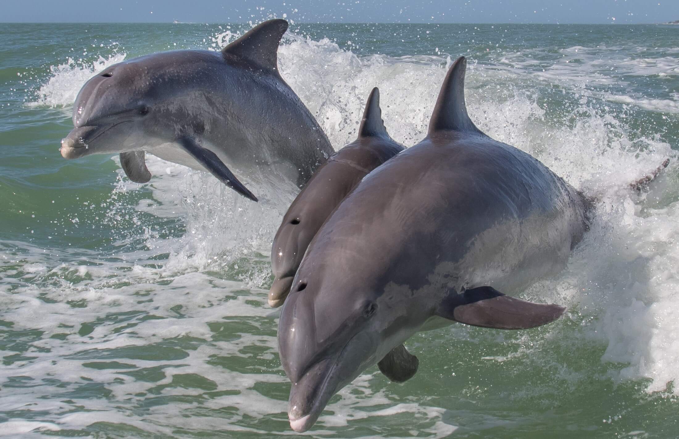 dolphin cruise rockport tx