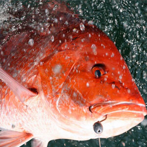 Port Aransas Offshore Fishing