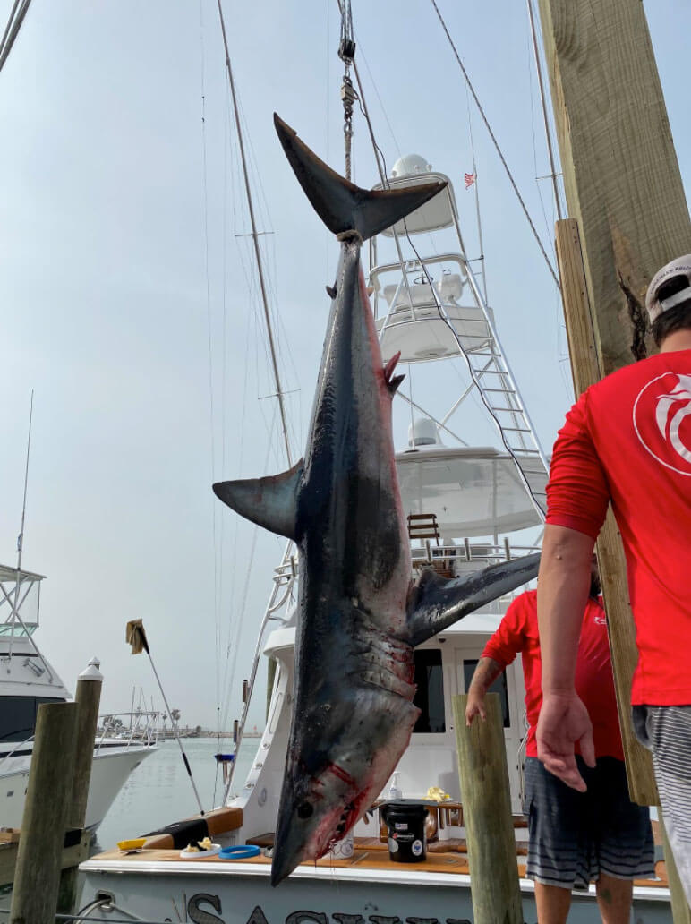 Port Aransas Mako Shark — Fisherman’s Wharf