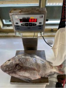 Sheepshead fish from Port Aransas Fishing laying on weight, adding up to 8.8lb.