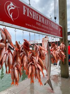 Port Aransas charter fishing 250 + B-liner fish hanging next to 109lb Spinner Shark.