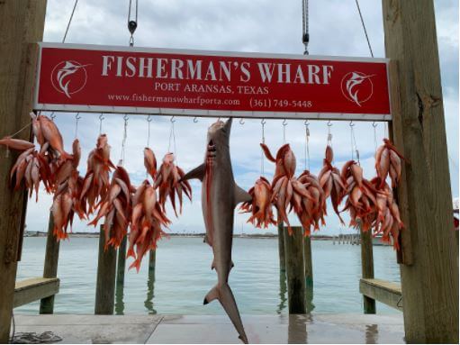 Charter Fishing 109lb Spinner Shark