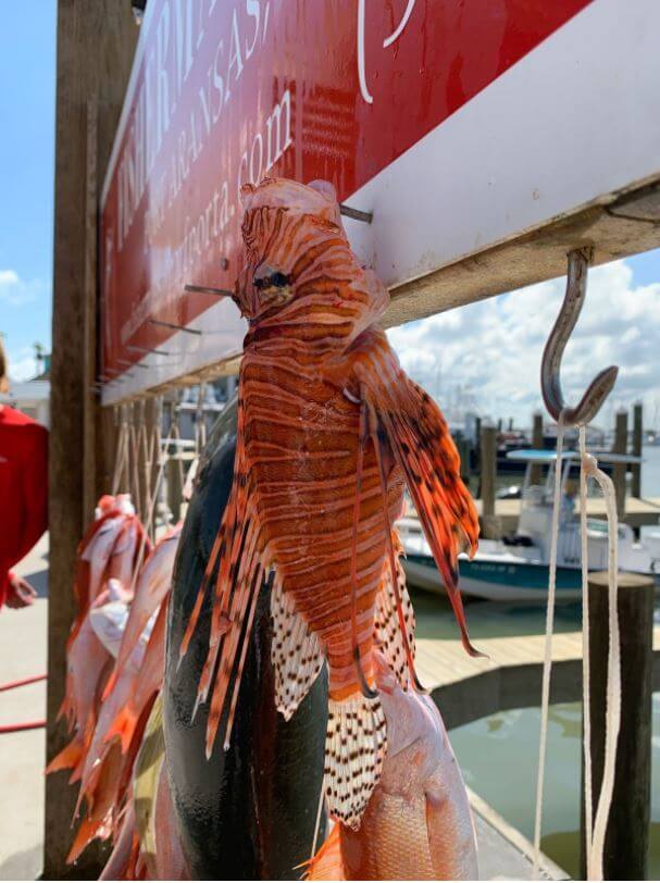 Deep Sea Wild Lionfish — Fisherman’s Wharf