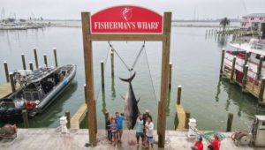 876lb Bluefish Tuna State Record fish hanging after catch