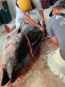 Fisherman's Wharf 876lb Bluefin Tuna being cut