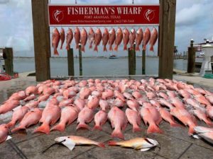 Port Aransas Snapper Fishing catch