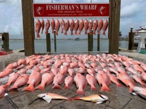 Port Aransas Snapper Fishing catch