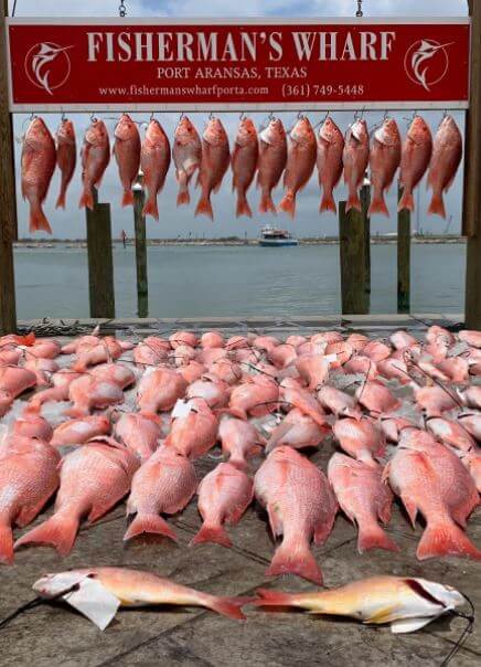 Port Aransas Snapper Fishing: A Great Snapper Season Season!