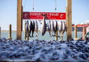 One of the Many Catches from Tuna Fishing Charters