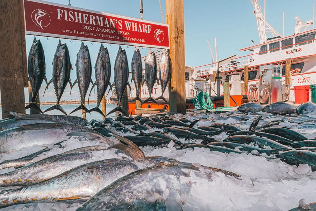 tuna fishing charter catch