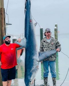 447lb mako catch hanging