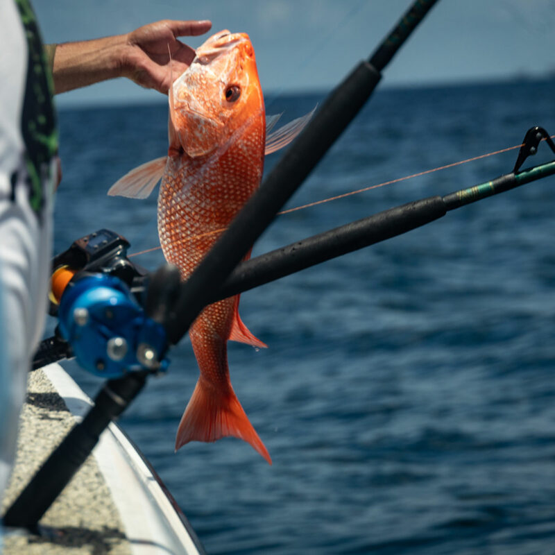 Red Snapper Fishing in the Gulf of Mexico
