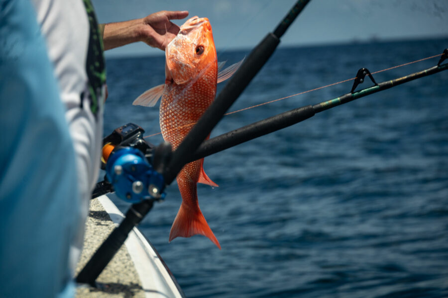 Red Snapper Fishing in the Gulf of Mexico