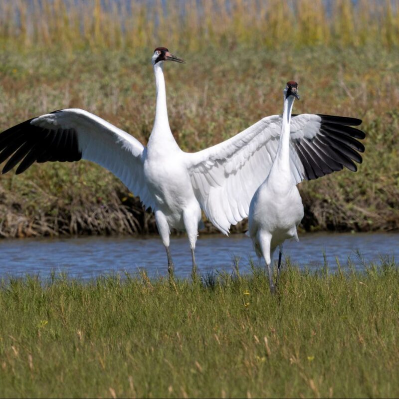Two whooping cranes in a wetland, one with its wings fully extended upwards and the other with wings slightly open, standing amidst green grass with water and taller grasses in the background.