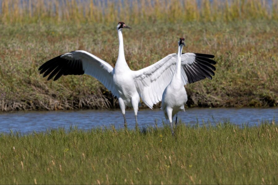 Two whooping cranes in a wetland, one with its wings fully extended upwards and the other with wings slightly open, standing amidst green grass with water and taller grasses in the background.