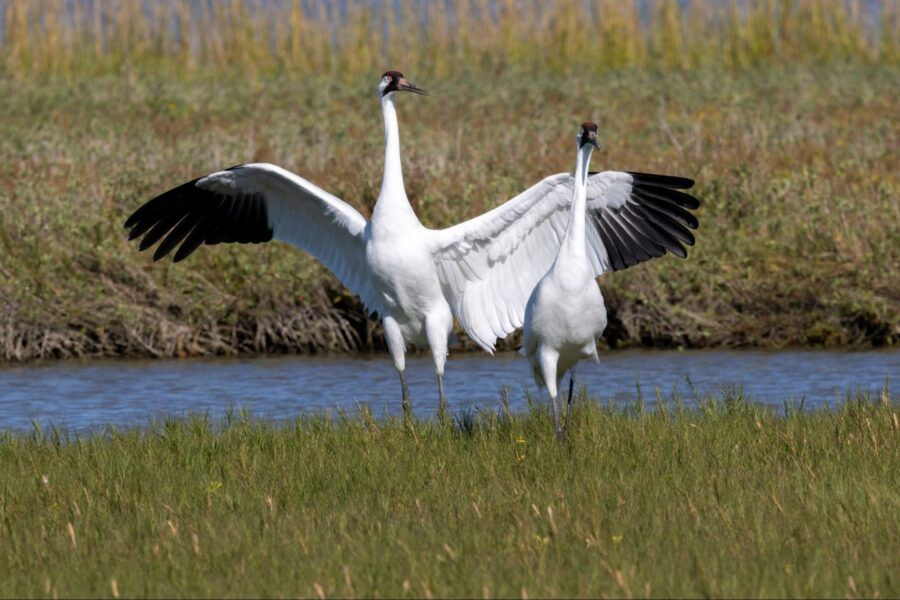 Two whooping cranes in a wetland, one with its wings fully extended upwards and the other with wings slightly open, standing amidst green grass with water and taller grasses in the background.