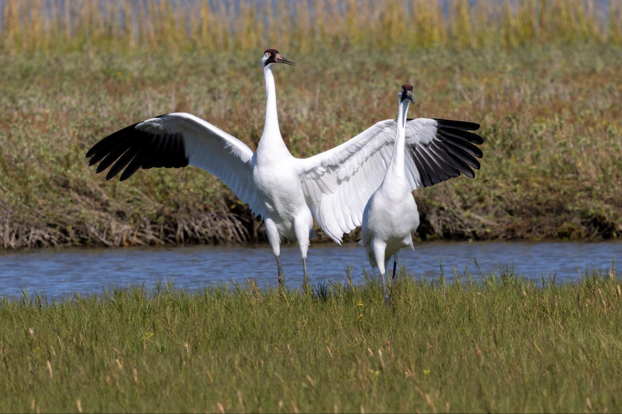 The 2024 Whooping Crane Festival in Port Aransas